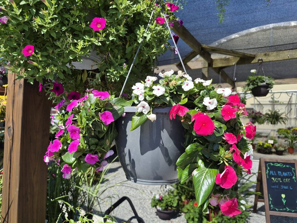 Flowers in bloom at the garden center