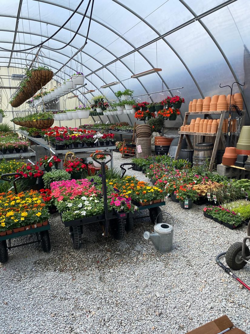 Carts of bedding flowers inside the greenhouse