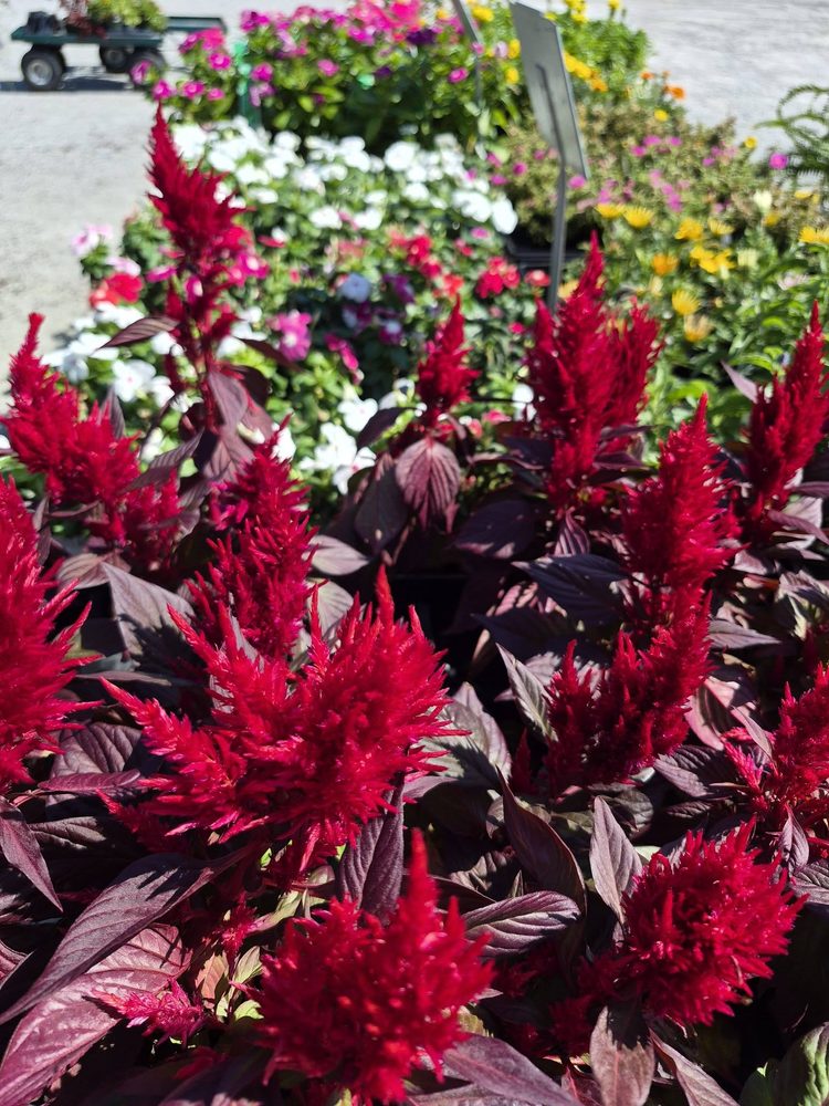 Red celosia flowers