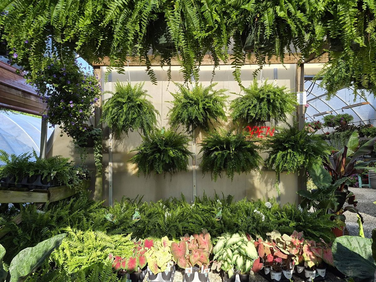 Boston ferns at the greenhouse