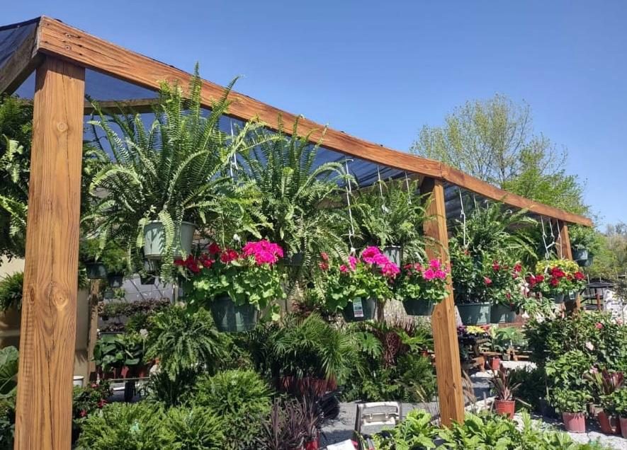 Boston ferns and geranium hanging baskets