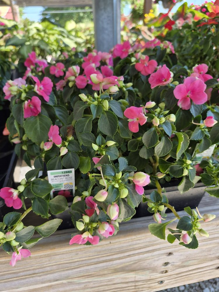 Pink impatiens