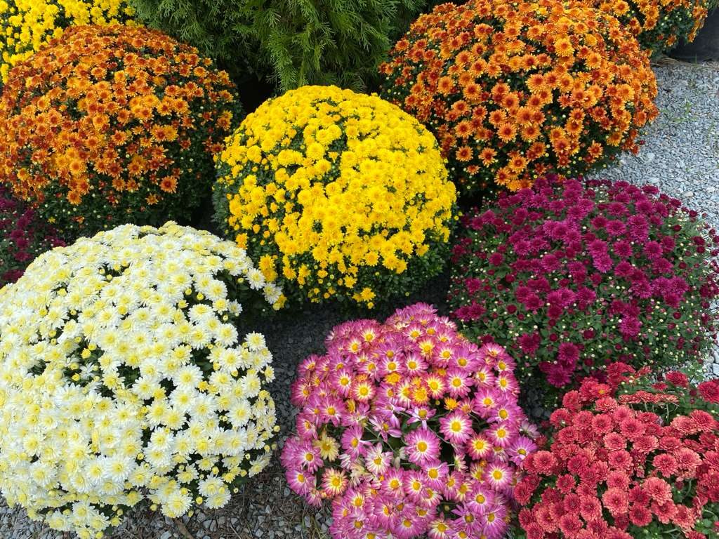 Garden mums in fall colors