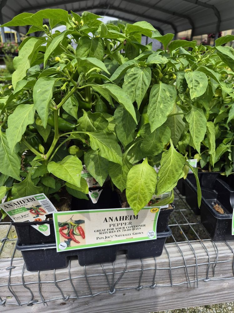 Anaheim pepper plants
