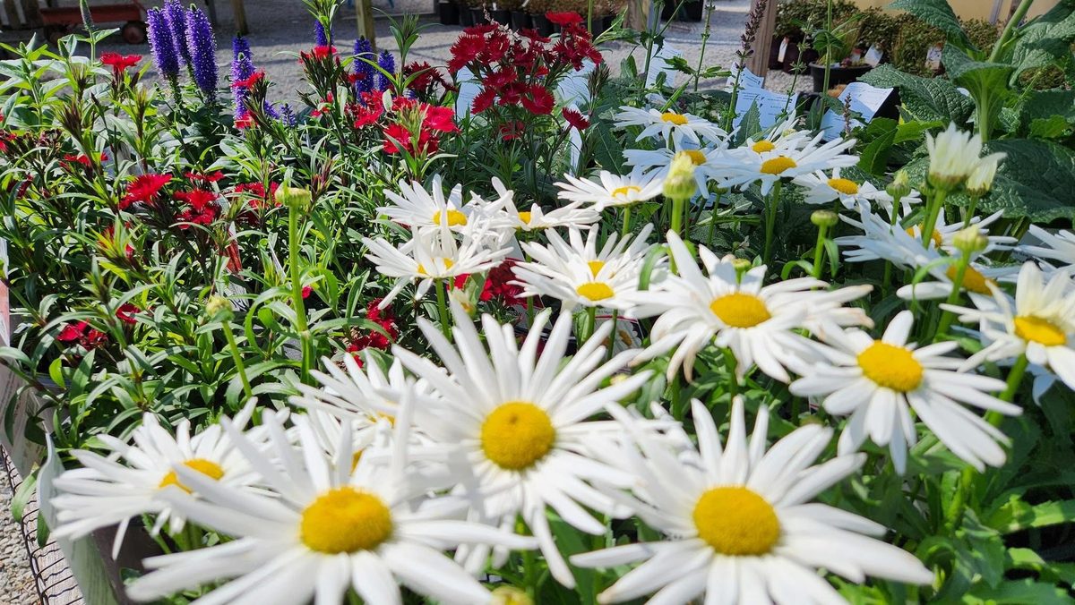 Shasta daisies and perennials in bloom