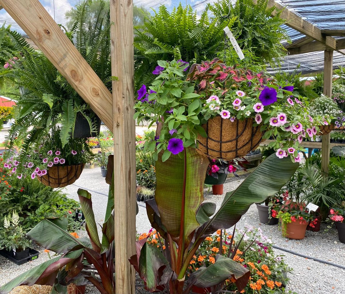 Hanging petunia baskets under the pergola