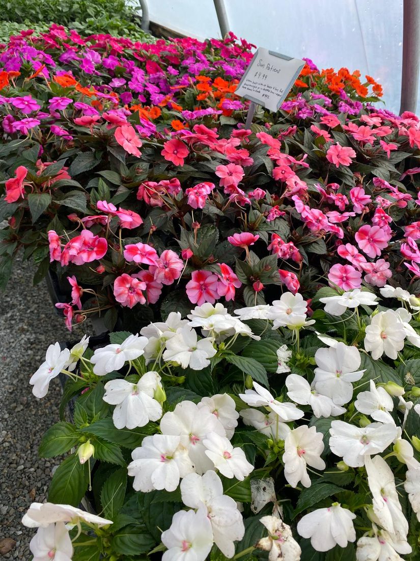 SunPatiens in bloom