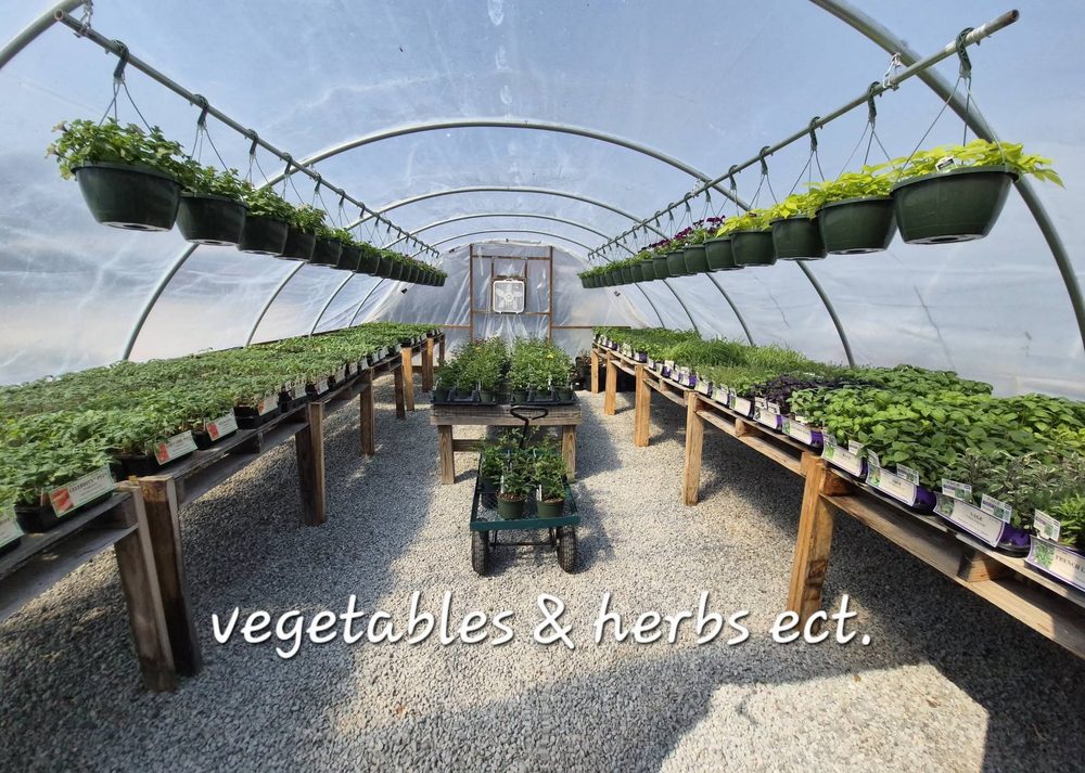 Vegetable and herb plant starts in the greenhouse