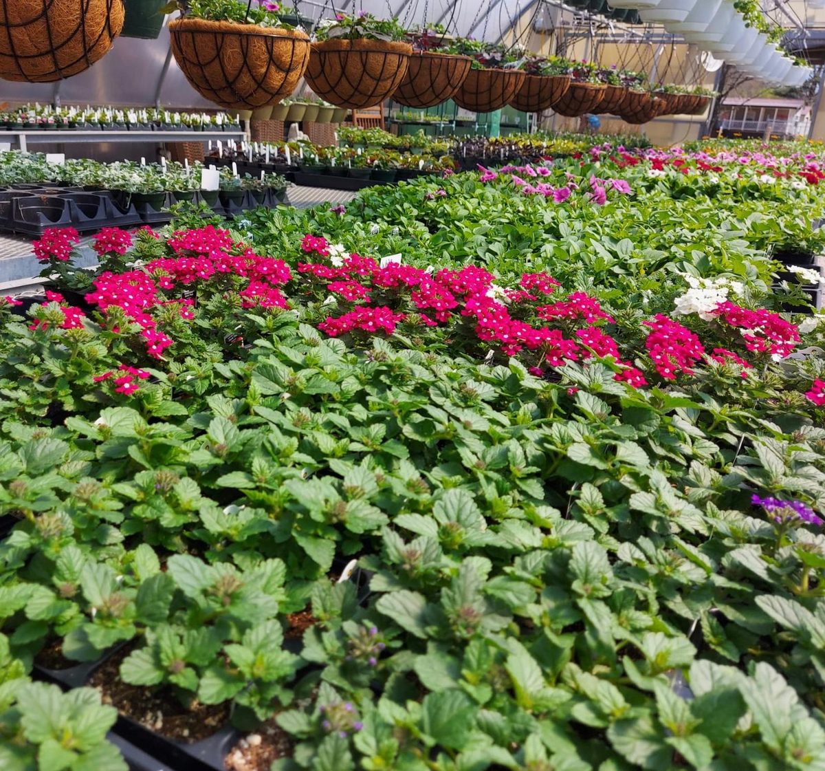 Tables of verbena and bedding plants
