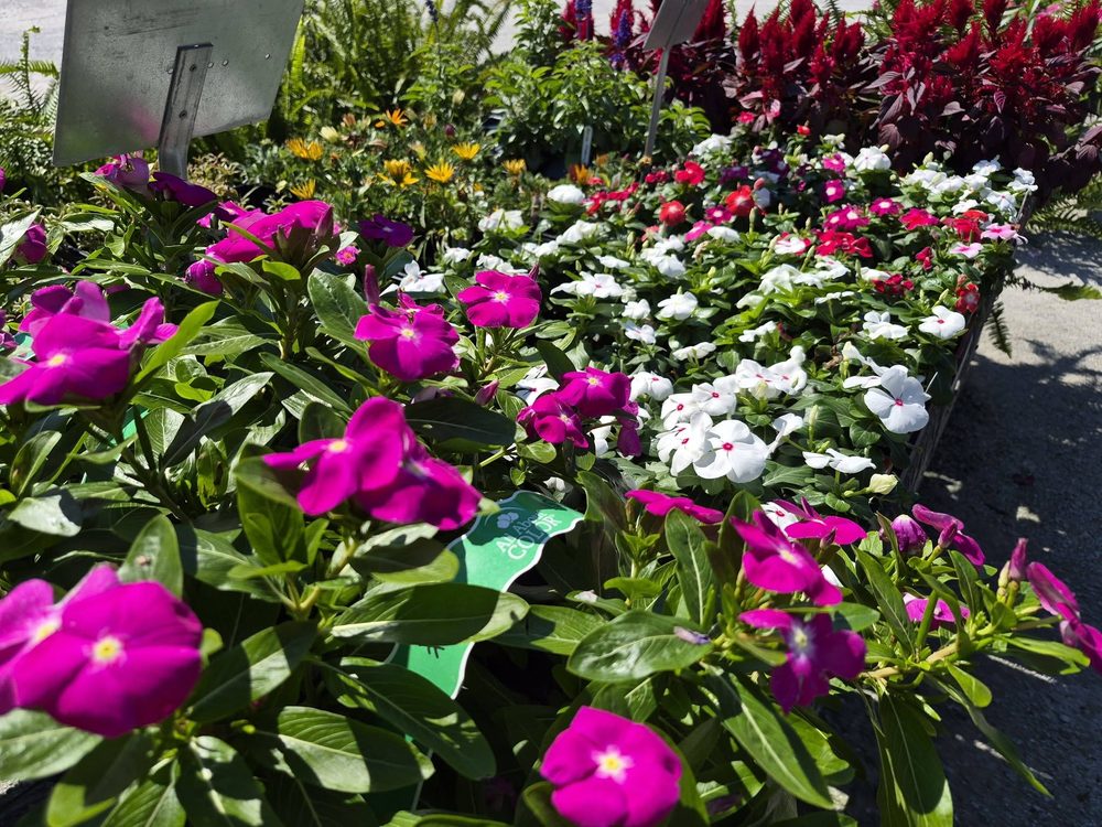 Beds of fresh bedding flowers at the General Hardware & Supply greenhouse in Lobelville, TN
